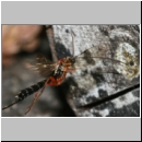 Ephialtes cf manifestator - Schlupfwespe 06b 16mm-fdet03.jpg